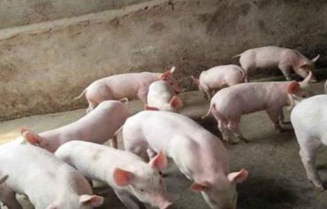 仔猪补料注意事项 仔猪的补料原则及问题