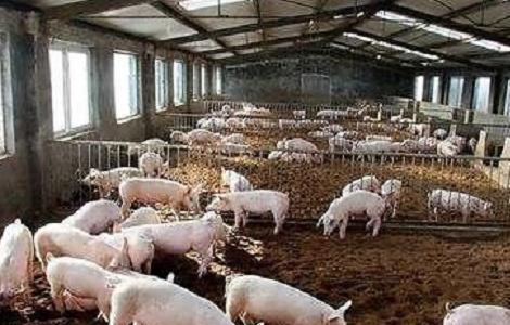 养猪场如何保温 养猪场如何保温处理