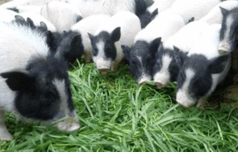 养殖香猪的注意事项（养殖香猪的注意事项是什么）