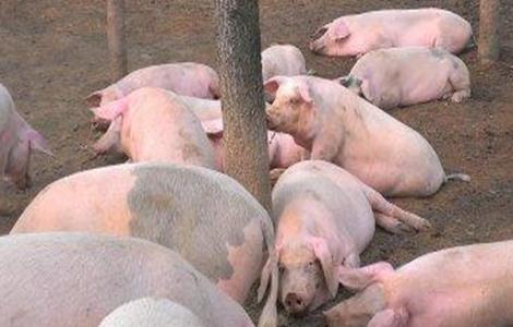 新手养猪需要注意什么 新手养猪需要注意什么问题