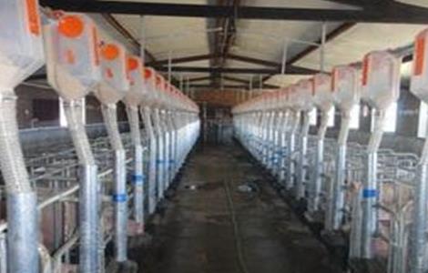 冬季养猪注意事项 冬季养猪注意事项大全