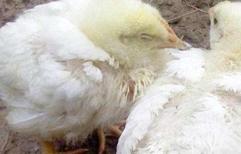 鸡新城疫的防治方法（鸡新城疫的治疗方案）