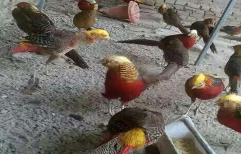 红腹锦鸡的养殖技术 红腹锦鸡养殖技术特种养殖