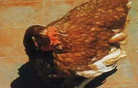 笼养蛋鸡软腿病原因（笼养蛋鸡软腿病原因是什么）