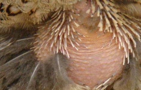 蛋鸡脱毛原因及防治方法（蛋鸡脱毛原因及防治方法图片）