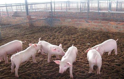 养猪大棚建设(养猪大棚建设多少钱一平方)