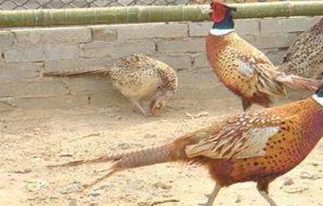 七彩山鸡的养殖技术（七彩山鸡的养殖技术与方法）