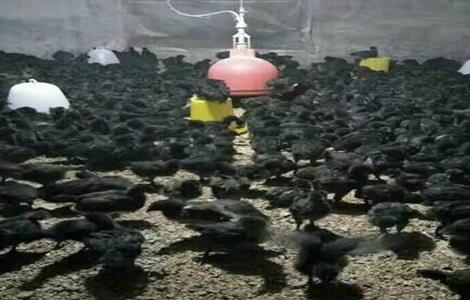 五黑鸡饲养管理技术（五黑鸡饲养管理技术视频）