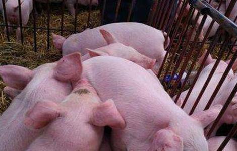 母猪不发情的原因 后备母猪不发情的原因