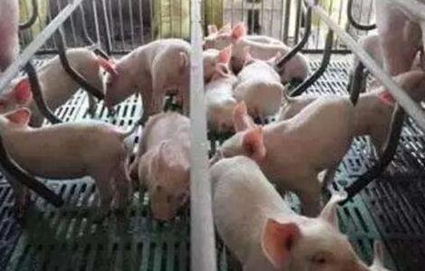 母猪养殖技术要点(母猪喂养技术要点)