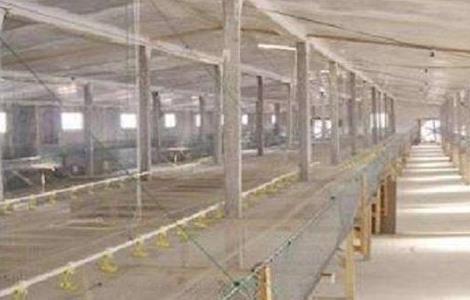 蛋鸡鸡舍建造注意事项 蛋鸡养殖技术和鸡舍的修建