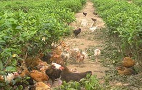 茶园养鸡的优势(茶园养鸡对茶叶的影响)