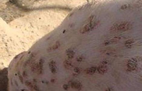 猪痘病的防治方法（猪痘病的防治方法有哪些）