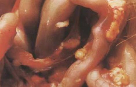 鸡结核病防治方法 鸡结核病症状