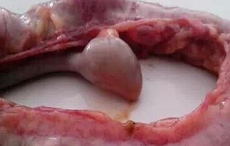 鸡坏死性肠炎防治方法(鸡坏死性肠炎防治方法图片)