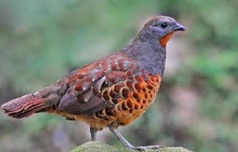 竹鸡养殖技术 竹鸡养殖技术视频全集6