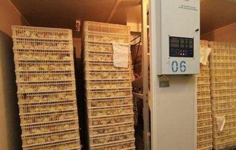 夏季孵鸡技术（鸡的孵化技术）