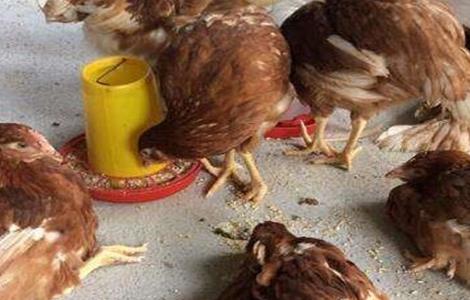 鸡脚软怎么治疗 小鸡脚软怎么治疗?