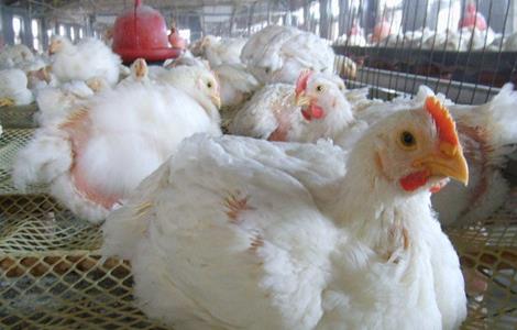 养什么肉鸡品种好 什么样的品种鸡最好养