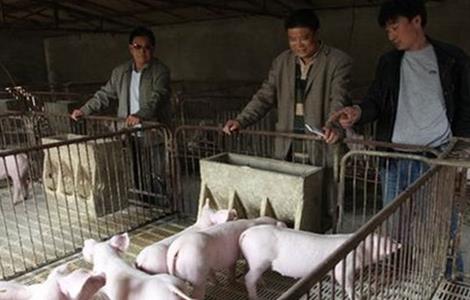 养猪驱虫注意事项（猪驱虫注意哪些事项）