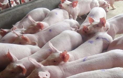 仔猪生长缓慢怎么办（仔猪生长缓慢怎么办吃什么药）