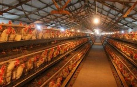 蛋鸡产蛋期注意事项 蛋鸡产蛋期多长时间