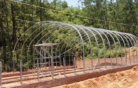 大棚养猪技术 大棚养猪技术要求