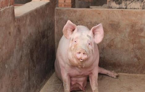 如何预防母猪夏季流产 如何预防母猪夏季流产的发生