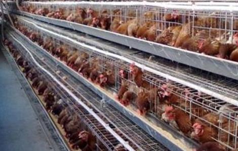 蛋鸡产蛋前饲养管理要点 蛋鸡的饲养管理要点