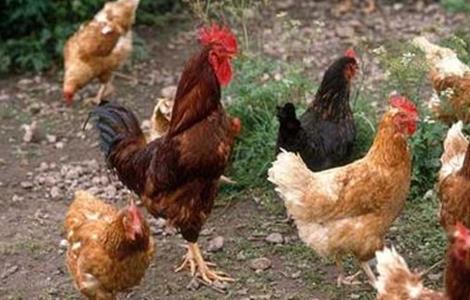 养鸡要做好什么准备（养鸡需要什么）