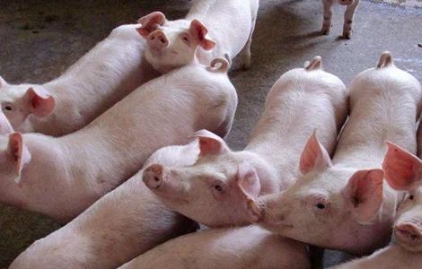 育肥猪长得慢怎么办（育肥猪吃的多长的慢是怎么办）