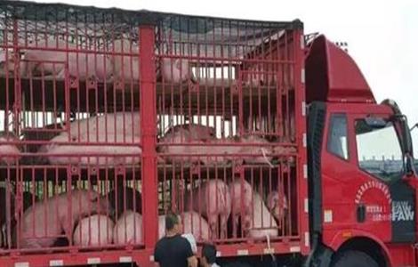 仔猪运输要注意些什么 仔猪运输需要注意什么