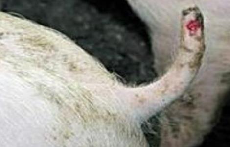 猪异常行为的矫正措施(猪异常行为的矫正措施有哪些)