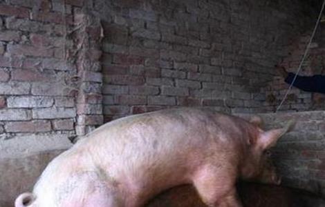 母猪夏季配种困难原因及解决方法(母猪夏季配种困难原因及解决方法图片)