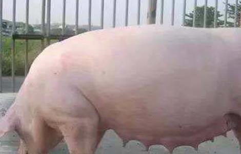 冬季母猪妊娠期饲养管理(冬季母猪妊娠期饲养管理措施)