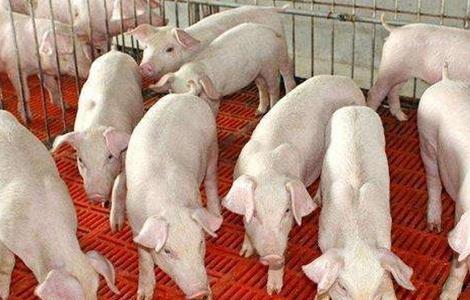 冬季仔猪越冬防寒保暖措施（仔猪冬季保温措施）