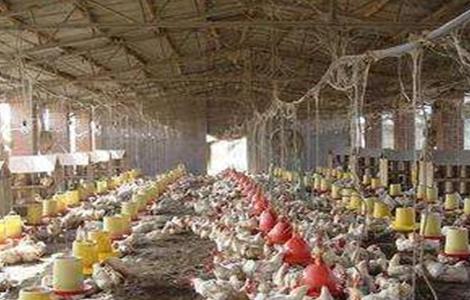 鸡舍该如何除臭（鸡舍该如何除臭呢）