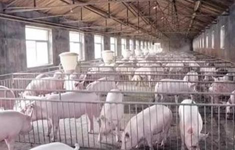 育肥猪饲养注意事项 育肥猪饲养注意事项有哪些
