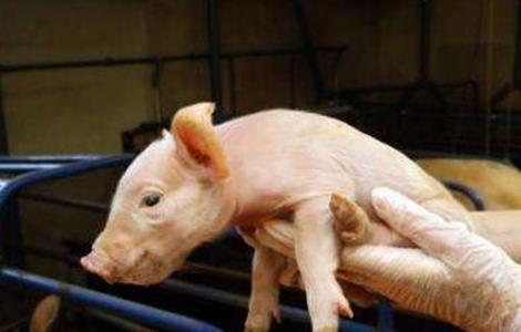 新生仔猪如何护理（新生仔猪如何护理视频）