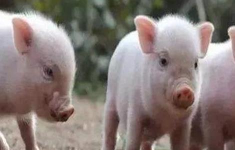 新生仔猪护理注意什么 新生仔猪护理注意什么细节