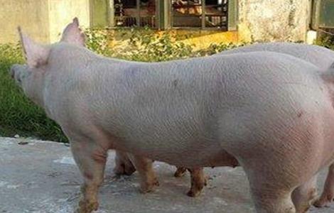 三元母猪如何留种（三元母猪留母猪怎么样）