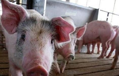 非洲猪瘟后复养如何消毒(非洲猪瘟后复养如何消毒杀菌)