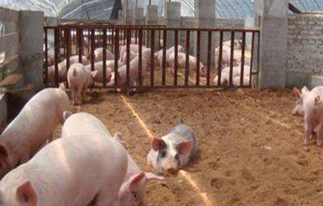 非洲猪瘟后如何复养 非洲猪瘟后怎么复养