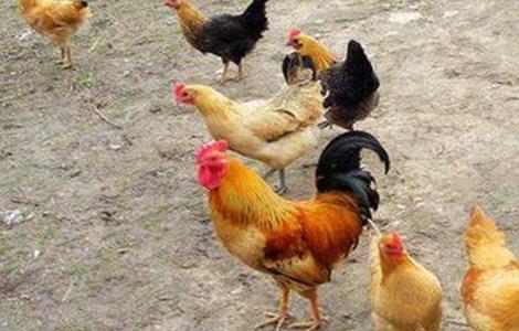 鸡打呼噜咳嗽原因及解决方法 鸡打呼噜咳嗽原因及解决方法视频