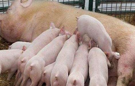 母猪分娩前有什么预兆 母猪分娩前有什么预兆母猪分娩一般多少天