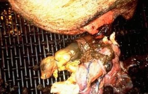 母猪流产的几种主要原因（母猪流产的几种主要原因有哪些）