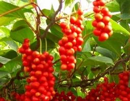 五味子泡水喝的功效与禁忌（五味子可以泡水喝的功效）