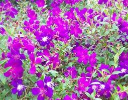 乌提子的功效与作用（乌提子的功效与作用禁忌）