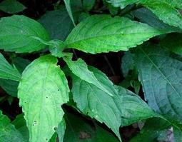 球花马蓝的功效与作用 球花马兰的功效