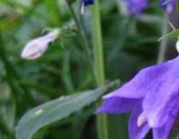 展枝沙参的功效与作用及吃法（沙参的功效与作用及用量）